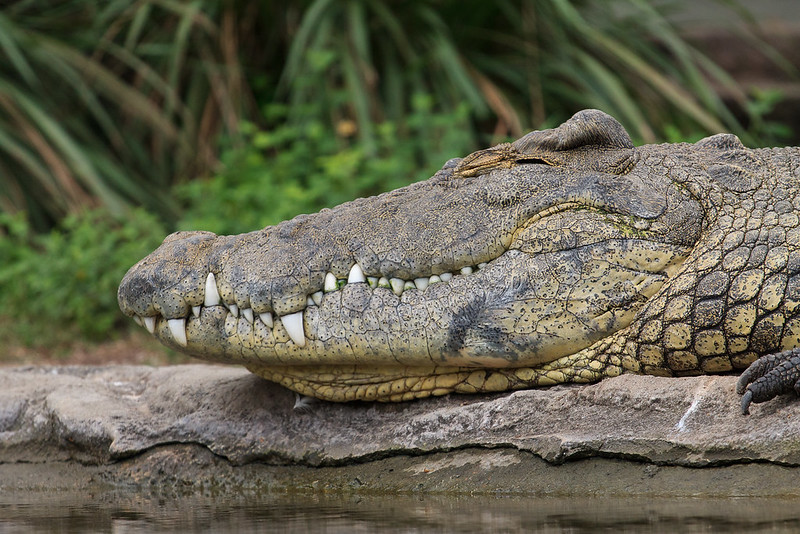 Alligator Teeth